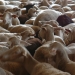 Les moutons des fermiers voisins