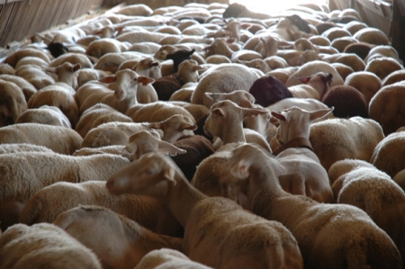 Les moutons des fermiers voisins